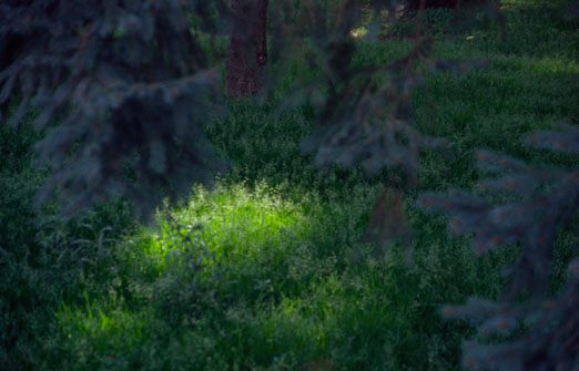 aus „Alice”, 2007, 85 x 127,5 cm