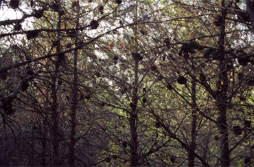 el camino, ohne Titel, 2004, 85 x 127,5 cm