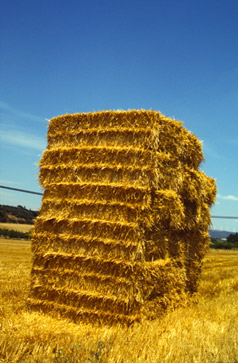 el camino, ohne Titel, 2004, 127,5 x 85 cm