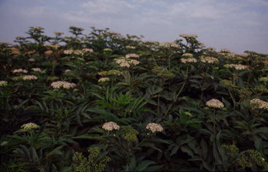 el camino, ohne Titel, 2004, 70 x 100 cm